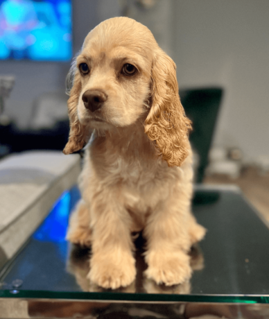 female-cocker-spaniel-puppy-for-sale-big-0