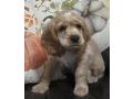 female-cocker-spaniel-puppy-for-sale-small-1