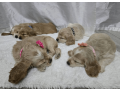 female-cocker-spaniel-puppy-for-sale-small-2