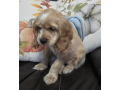 female-cocker-spaniel-puppy-for-sale-small-0