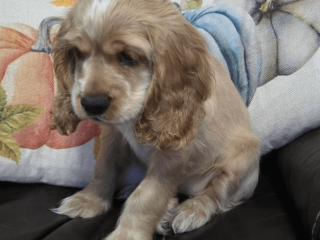 Female Cocker Spaniel puppy for sale