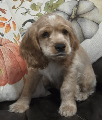 female-cocker-spaniel-puppy-for-sale-big-1