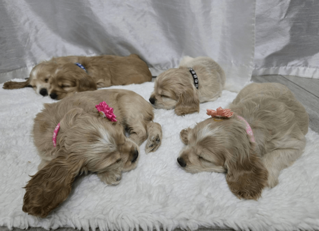 female-cocker-spaniel-puppy-for-sale-big-2