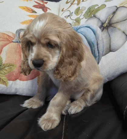 female-cocker-spaniel-puppy-for-sale-big-0