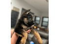 german-shepherd-puppy-available-for-adoption-small-0