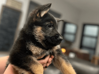 German Shepherd puppy available for adoption