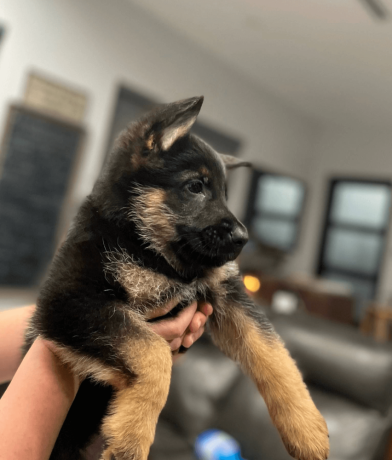 german-shepherd-puppy-available-for-adoption-big-0