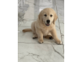 labrador-retriever-puppy-available-for-adoption-small-0