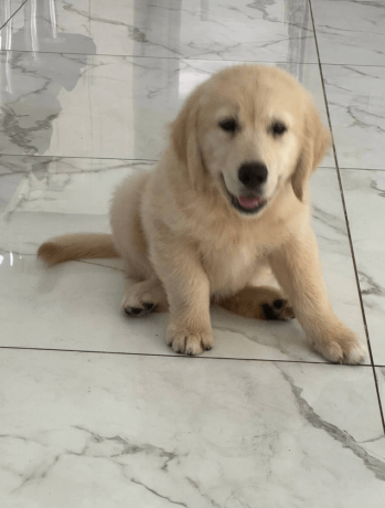 labrador-retriever-puppy-available-for-adoption-big-0