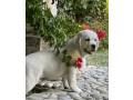 labrador-puppies-are-here-small-4