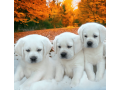 labrador-puppies-are-here-small-0