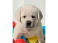 labrador-puppies-are-here-small-3