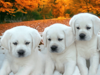 Labrador puppies are here