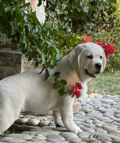 labrador-puppies-are-here-big-4