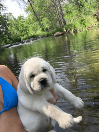 labrador-puppies-are-here-big-1