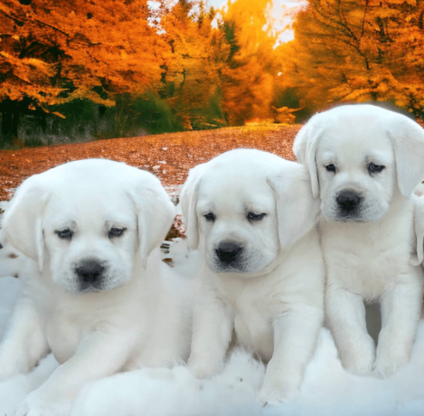 labrador-puppies-are-here-big-0