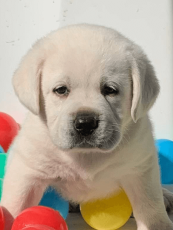 labrador-puppies-are-here-big-3