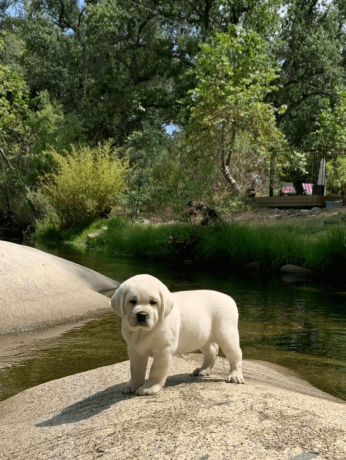 labrador-puppies-are-here-big-2