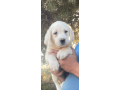 labrador-puppy-in-california-state-small-1