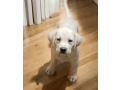 labrador-puppy-in-california-state-small-0