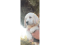 labrador-puppy-in-california-state-small-2