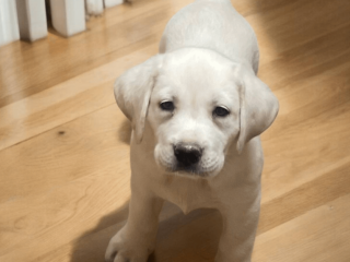 Labrador puppy in California state