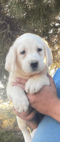 labrador-puppy-in-california-state-big-1