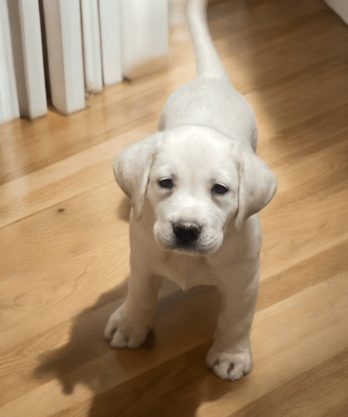 labrador-puppy-in-california-state-big-0