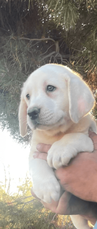 labrador-puppy-in-california-state-big-2