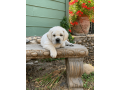 labradors-are-here-california-state-small-3