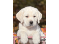 labradors-are-here-california-state-small-2