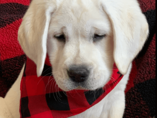 Labradors are here, California state