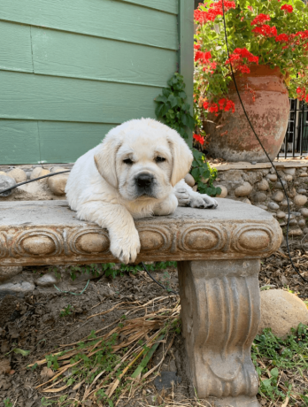 labradors-are-here-california-state-big-3