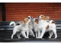 papillons-best-dog-kennel-in-florida-small-4