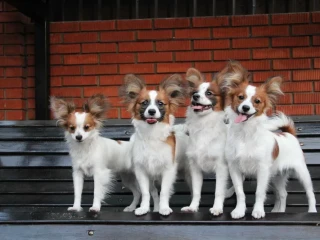 Papillon's best dog kennel in Florida