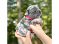 female-blue-merle-small-2