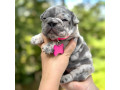 female-blue-merle-small-0