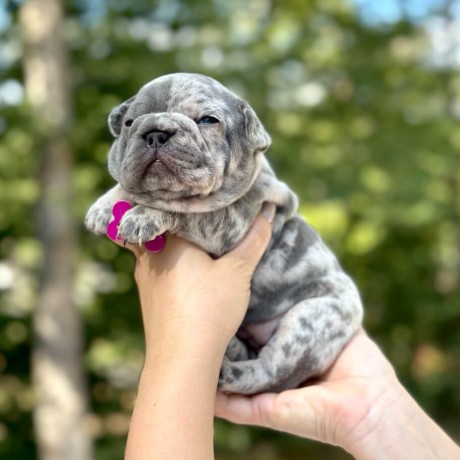 female-blue-merle-big-4