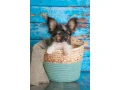 luxurious-papillon-puppies-from-our-professional-kennel-small-2