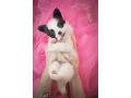 luxurious-papillon-puppies-from-our-professional-kennel-small-7