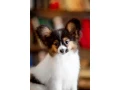 luxurious-papillon-puppies-from-our-professional-kennel-small-0