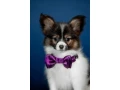 luxurious-papillon-puppies-from-our-professional-kennel-small-6