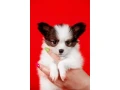 luxurious-papillon-puppies-from-our-professional-kennel-small-3