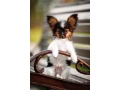 luxurious-papillon-puppies-from-our-professional-kennel-small-5