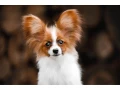 luxurious-papillon-puppies-from-our-professional-kennel-small-1