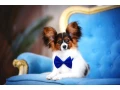 luxurious-papillon-puppies-from-our-professional-kennel-small-4