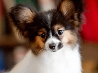 Luxurious Papillon Puppies from Our Professional Kennel!