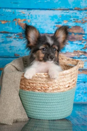 luxurious-papillon-puppies-from-our-professional-kennel-big-2