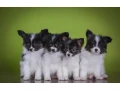 premium-papillon-puppies-for-sale-floridas-finest-small-3