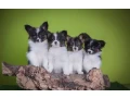 premium-papillon-puppies-for-sale-floridas-finest-small-2